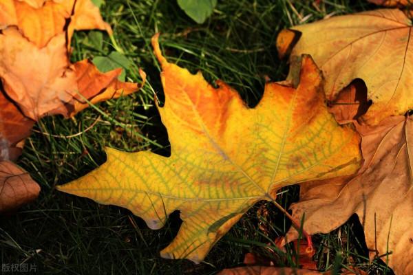 虛靈的五指山(四) 虛靈的五指山(四)