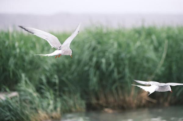 坦克300環青海Day2:體驗水天一線的“雙湖”,小柴旦救援BJ40! 坦克300環青海Day2:體驗水天一線的“雙湖”,小柴旦救援BJ40!