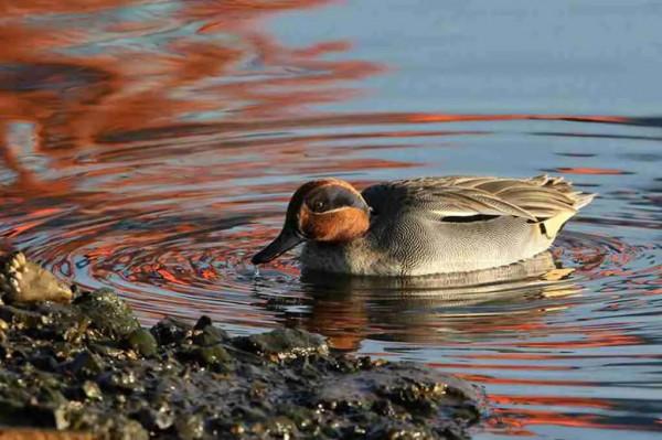 夕陽暉耀綠翅鴨 夕陽暉耀綠翅鴨