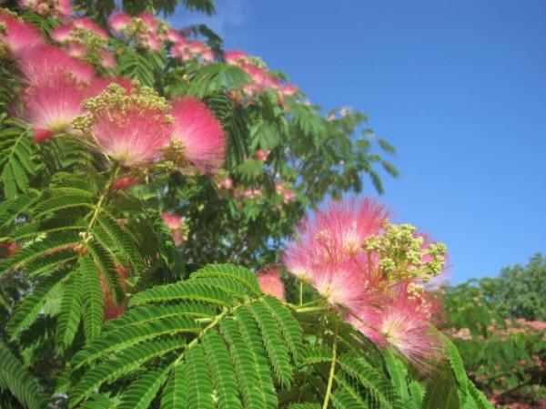 100種常見植物圖鑑,出門識花不再難,適合給小孩子做科普範文 100種常見植物圖鑑,出門識花不再難,適合給小孩子做科普範文