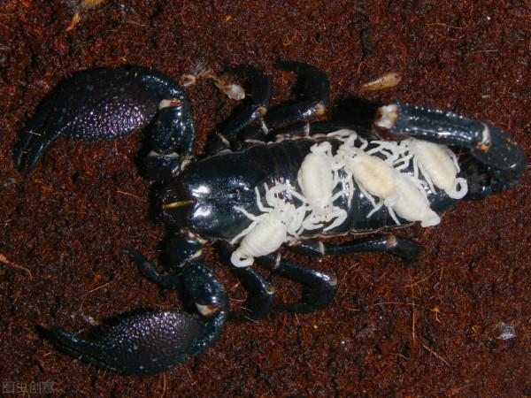 上千人組團抓蠍子,夜間濫捕沒人“管”,賀蘭山蠍子會滅絕嗎? 上千人組團抓蠍子,夜間濫捕沒人“管”,賀蘭山蠍子會滅絕嗎?