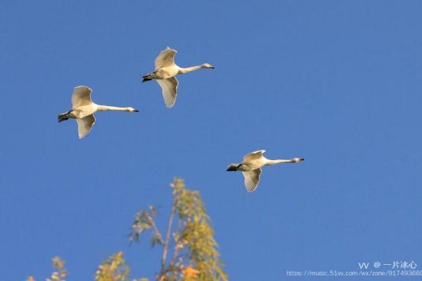 平陸：瑟瑟蒹葭伴雪花 久別嬌客回到家