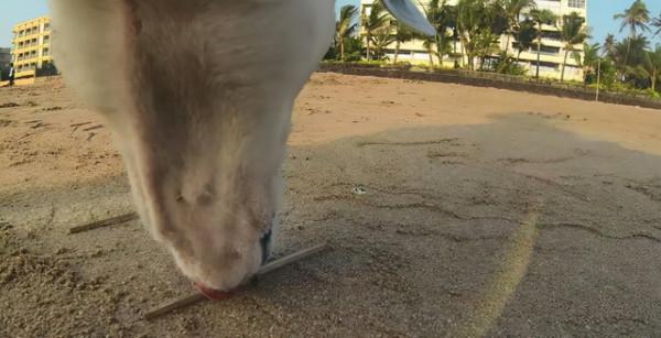 在流浪狗身上裝監控,記錄了汪的普通的一天,看完讓人心疼了 在流浪狗身上裝監控,記錄了汪的普通的一天,看完讓人心疼了