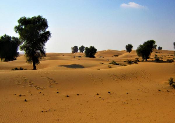山西煤老闆花1300萬去迪拜體驗貴族生活，當地土豪：有錢也沒地位