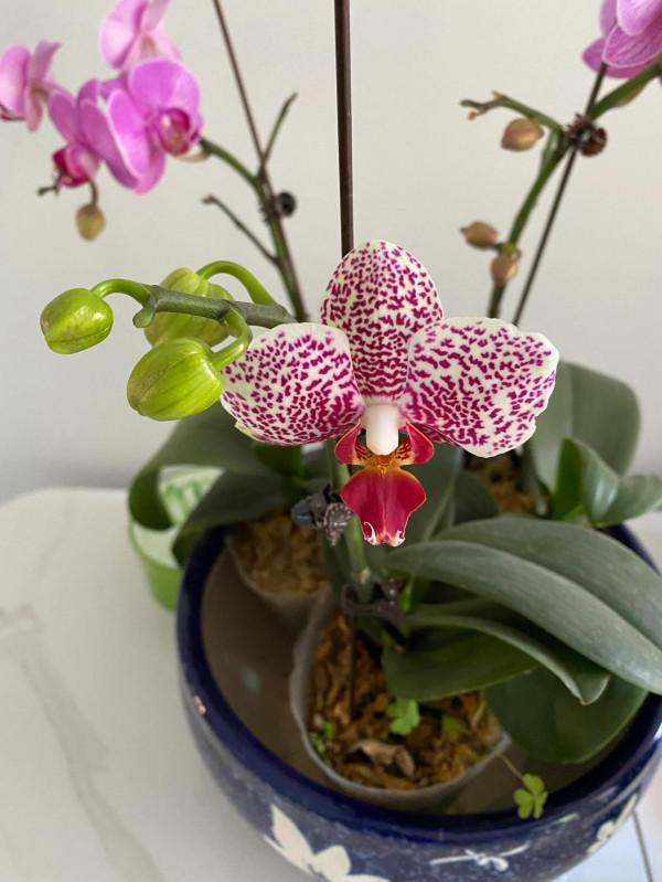 花友請告知啥名字? 花友請告知啥名字?