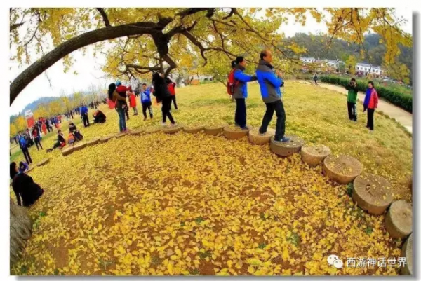 等待秋風吹起 我在銀杏樹下等你 等待秋風吹起 我在銀杏樹下等你