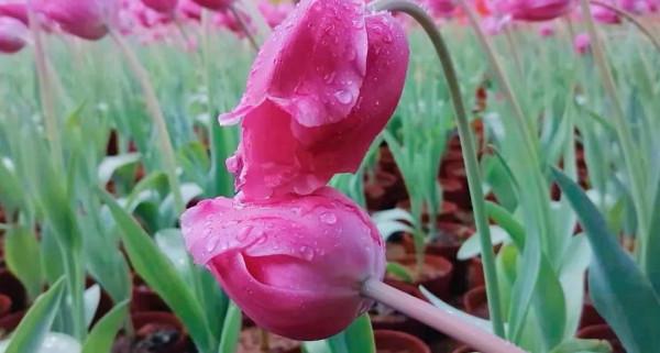 父親去世後,哥哥的簡訊才讓我知道我出生時,父母的一個大秘密 父親去世後,哥哥的簡訊才讓我知道我出生時,父母的一個大秘密