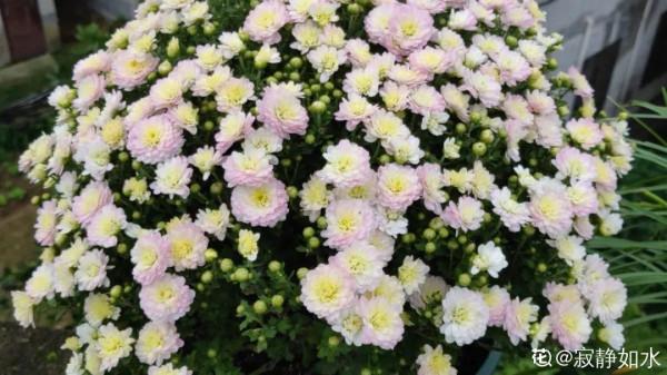 5種球菊,開花易爆盆,堪稱開花機器 5種球菊,開花易爆盆,堪稱開花機器