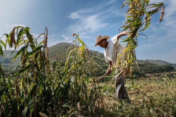 秋天裡的故事：割穀子的那天
