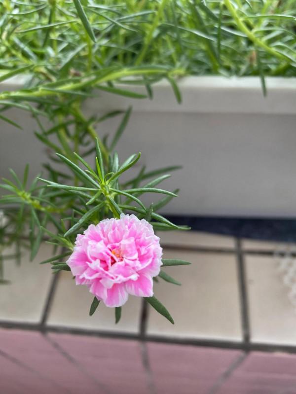 大夏天特適合來一盆重瓣太陽花,不僅好養而且花美 大夏天特適合來一盆重瓣太陽花,不僅好養而且花美