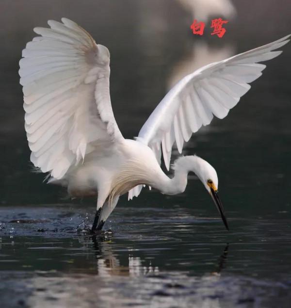 九種只有農村能看到，城市看不到的小鳥兒