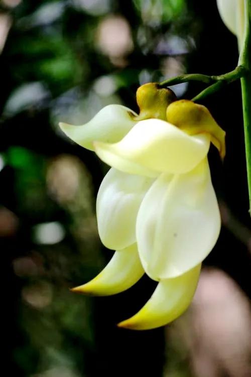 像鳥兒一樣靈動的禾雀花