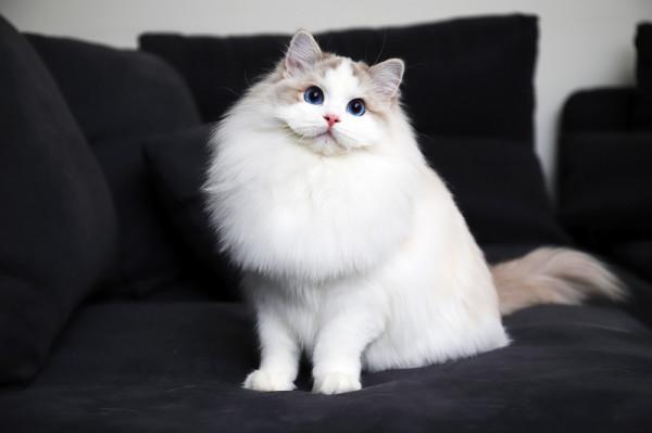 貓界中,這些貓“棄養率”最高,橘貓排名第一 貓界中,這些貓“棄養率”最高,橘貓排名第一