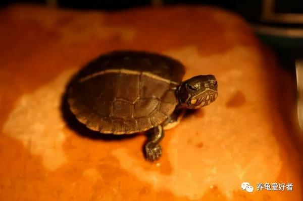 想保護好你的龜,做到這點是最起碼的 想保護好你的龜,做到這點是最起碼的