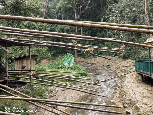 西雙版納原始森林公園原始森林…
