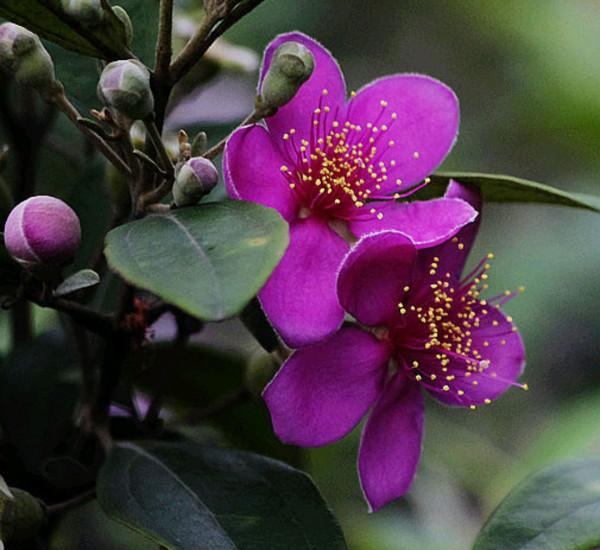 20種美味的野果子,你還記得幾種?一起來認識下,漲知識不吃虧 20種美味的野果子,你還記得幾種?一起來認識下,漲知識不吃虧