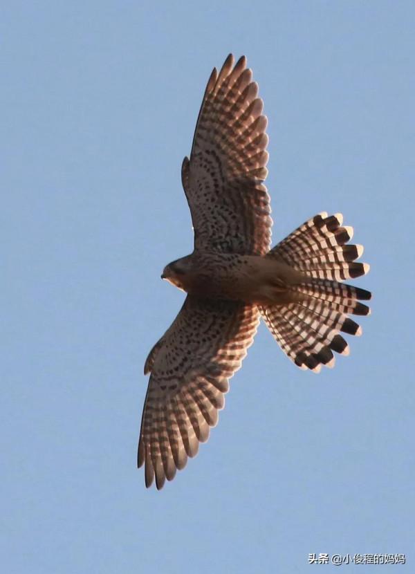 體型最小的猛禽——紅隼