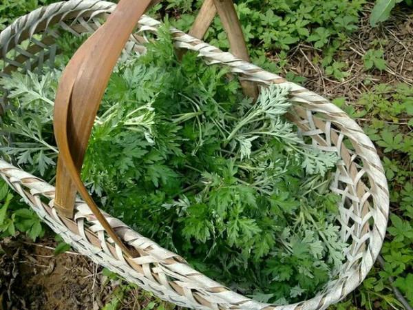 9種常見的野菜，比青菜還好吃，解膩又養人，看見別錯過