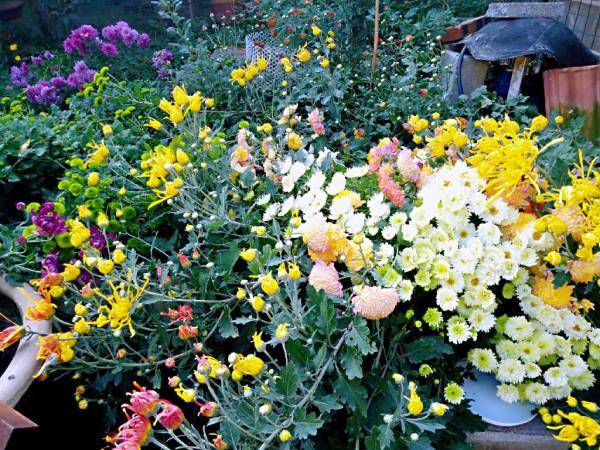 菊花盛開的農家小院 菊花盛開的農家小院