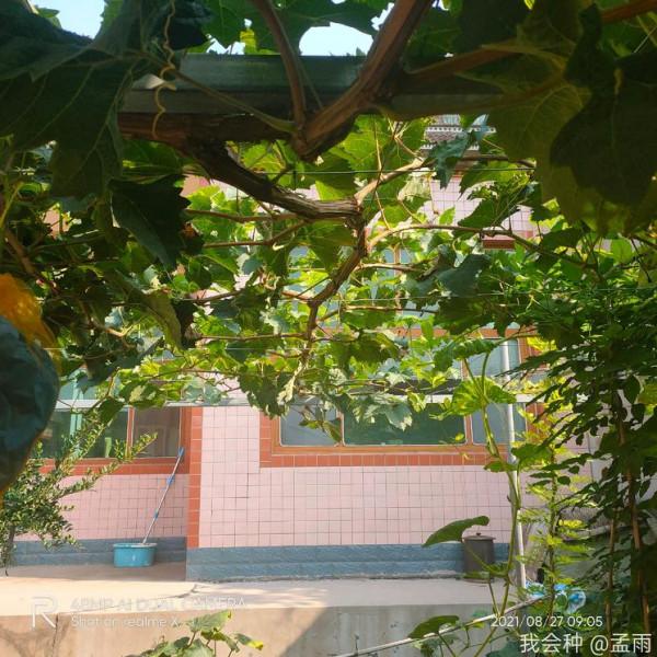 去年栽苗今年H架36平米滿架