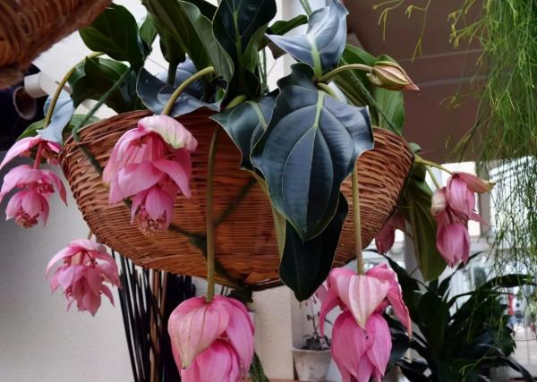 5種“網紅花”,漂亮檔次高,家裡養一盆,富貴又吉利 5種“網紅花”,漂亮檔次高,家裡養一盆,富貴又吉利