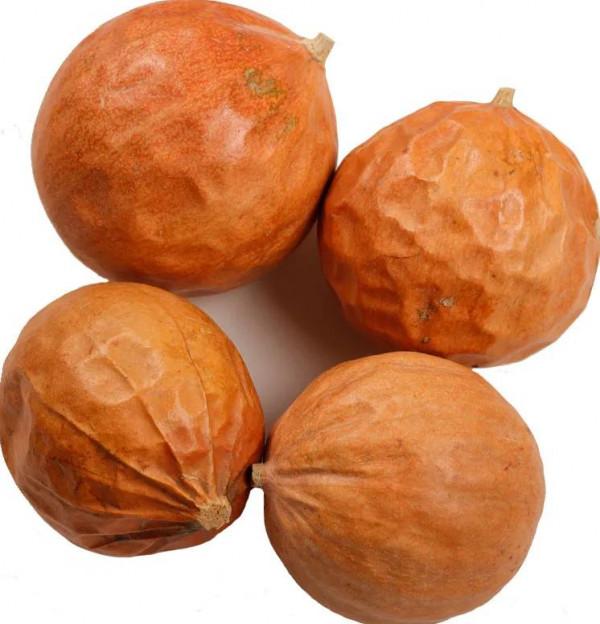 中藥裡的“全身是寶”系列之(五)——栝樓 中藥裡的“全身是寶”系列之(五)——栝樓