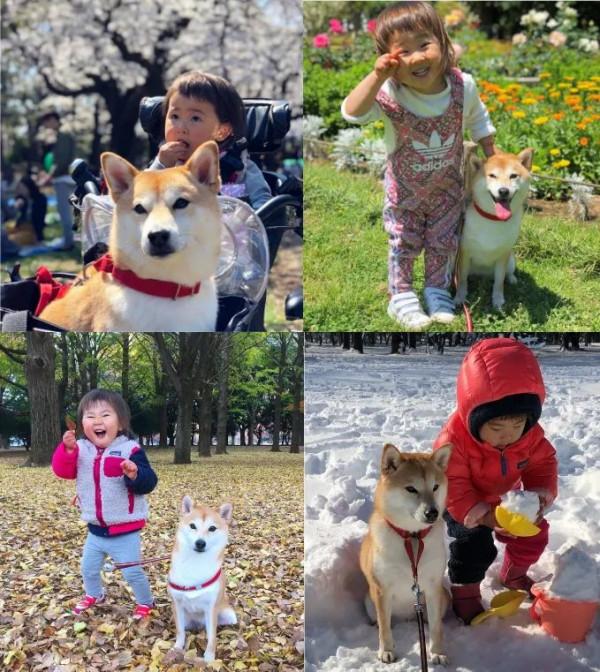 三胎家庭養了7年的柴犬：賣得了萌，帶得了娃，治癒又溫馨