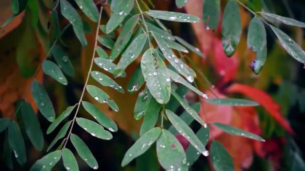 街上的老男孩—小鎮上的青年（咬樹葉）