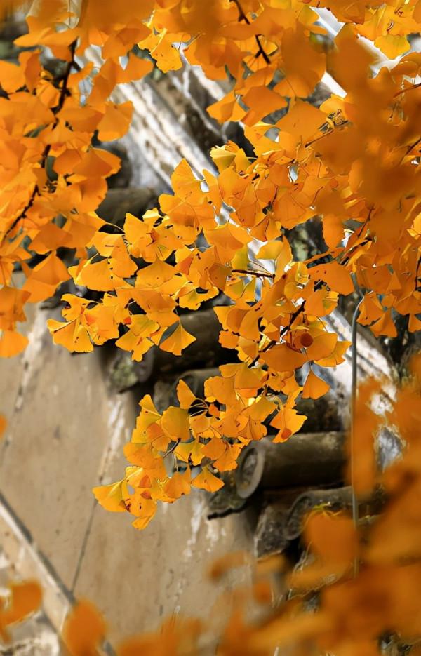 詩僧筆下的秋天，不僅有最美的秋色，還有濃濃禪意，令人回味無窮