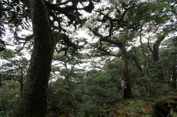 「邊疆時空」海南熱帶雨林護林員:穿行在大山深處的“守護者” 「邊疆時空」海南熱帶雨林護林員:穿行在大山深處的“守護者”