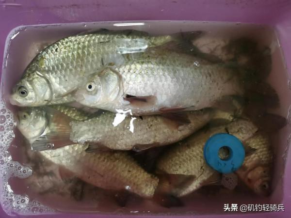 磯竿串鉤季來襲，和釣友故黃河大板爆護