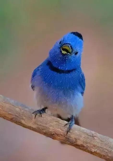 30多種罕見的美麗鳥