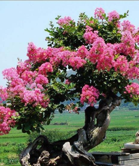 花卉欣賞、《奼紫嫣紅處處春》