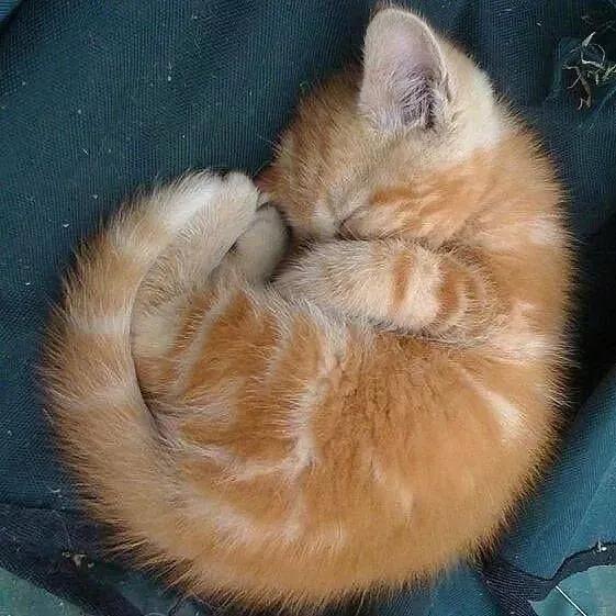 我與小貓的不解之淵 我與小貓的不解之淵