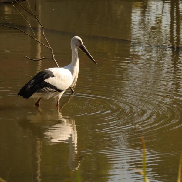 鄱陽湖畔的兩隻東方白鶴 鄱陽湖畔的兩隻東方白鶴