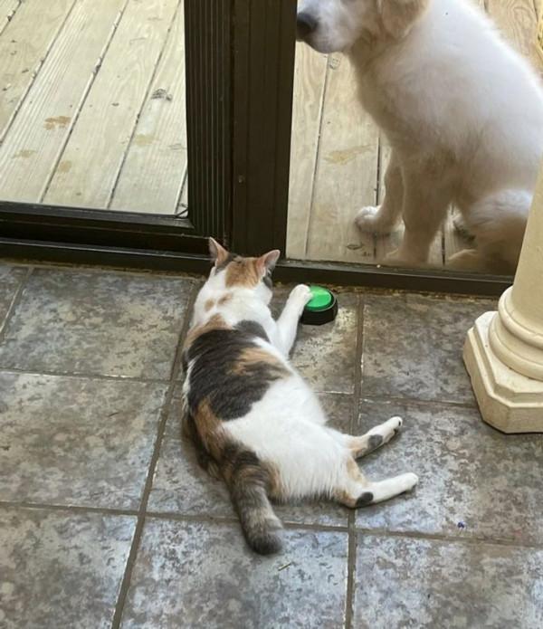 總有一些騙你養寵物的時刻