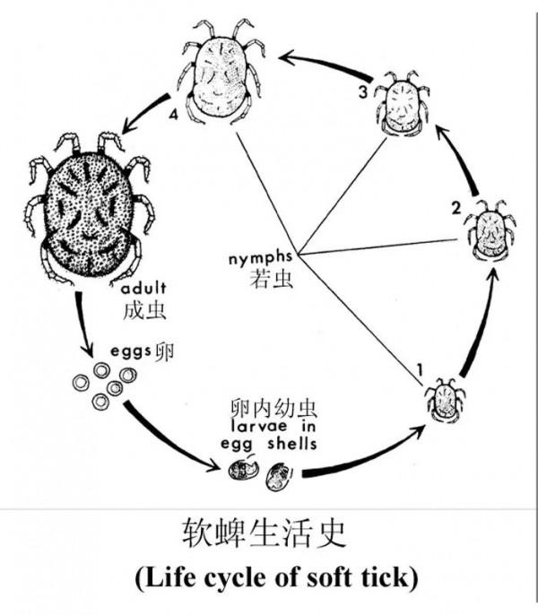 如果你家裡的牛身上突然出現幾十上百隻的牛蜱,你要怎麼做呢? 如果你家裡的牛身上突然出現幾十上百隻的牛蜱,你要怎麼做呢?
