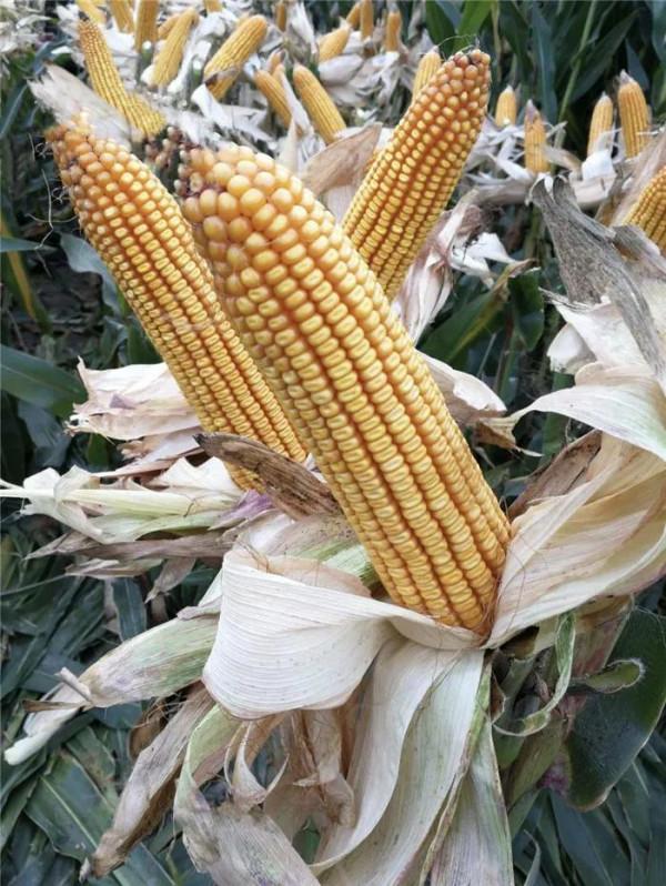 4次國審，抗病抗倒，高產效能突出，東單1331適合16省市區種植