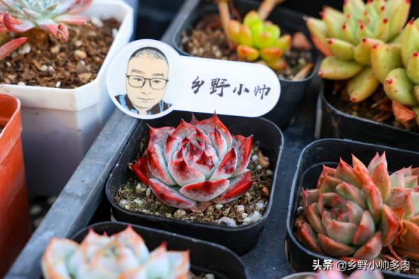 冬天多肉不好服盆？學會這些種植技巧，冬天多肉也可以很美