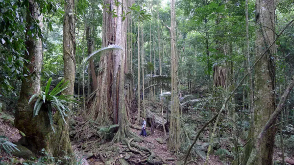 「邊疆時空」海南熱帶雨林護林員:穿行在大山深處的“守護者” 「邊疆時空」海南熱帶雨林護林員:穿行在大山深處的“守護者”