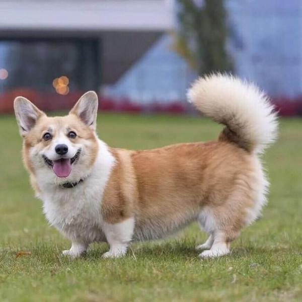 野生動物也會雜交，其後代有多慘？是否該禁止動物雜交？