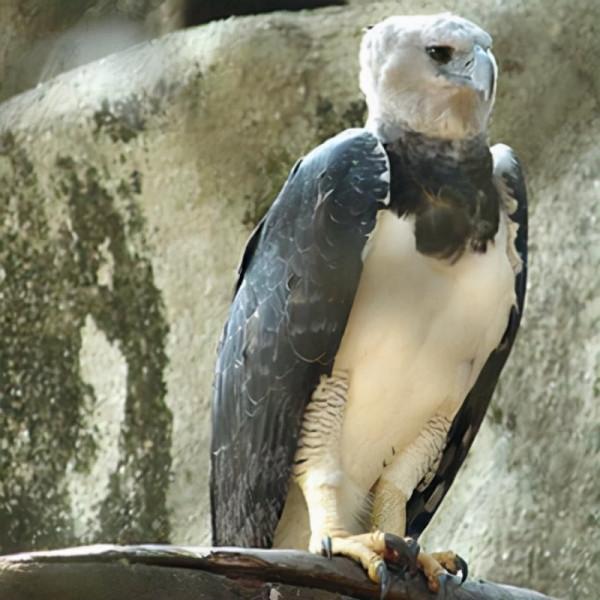 許多朋友對鷹和雕還有隼都傻傻分不清，它們之間有什麼不同呢？