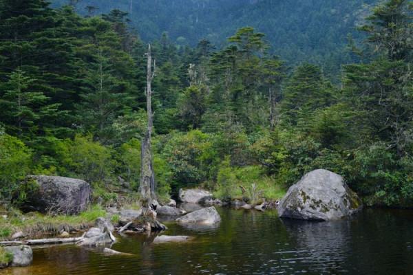 杜鵑花綻放，等你邀約