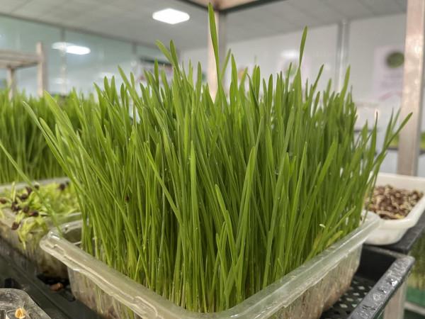 下一個透過種植芽苗菜進行人生大翻身的就是你