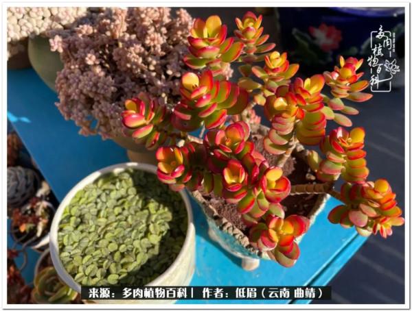 溫暖的多肉微語，陪你度過寒冷的聖誕平安夜！（2021）