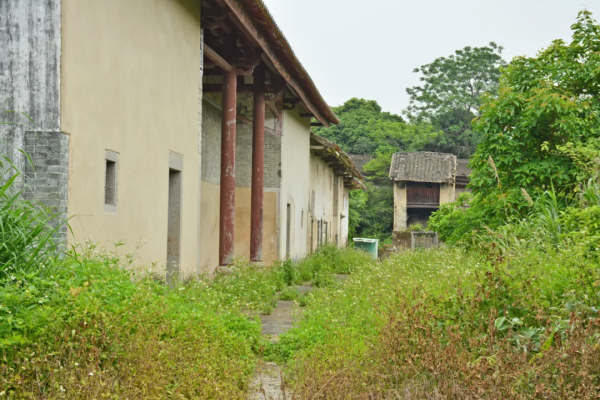 200多年曆史的客家圍屋,有兩個足球場大,卻被荒草掩蓋 200多年曆史的客家圍屋,有兩個足球場大,卻被荒草掩蓋
