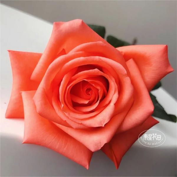 影星玫瑰 · 花堅強