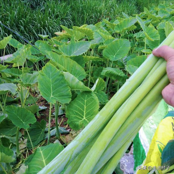 春雨貴如油，雨水季前後抓緊種植這三種蔬菜，出苗早長勢旺