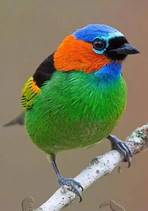 分享圖片：精美絕倫的鳥兒。顏色鮮豔，姿態優美，太招人喜歡了