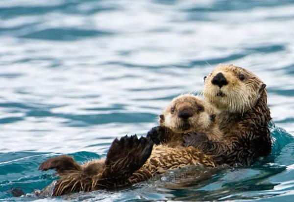 海獺蠢萌的外表下,隱藏了可怕的繁殖過程,是不折不扣的黑暗王者 海獺蠢萌的外表下,隱藏了可怕的繁殖過程,是不折不扣的黑暗王者